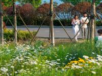 宛若童话仙境！青岛有片“雏菊花海”
