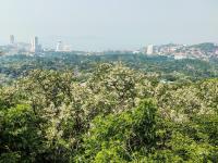 “色香味俱全”的画面：5月岛城槐花飘香