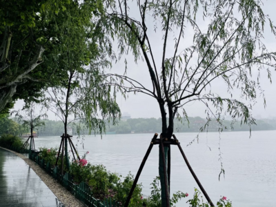 深刻反省，深表歉意！西湖景区管委会负责人在断桥边回应关于柳树相关疑问
