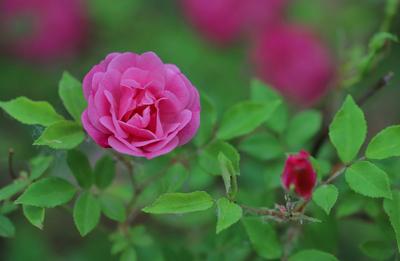 青岛农业大学教师绘制全球首个月季泛基因组图谱