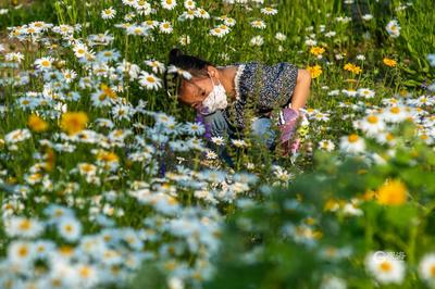 宛若童话仙境！青岛有片“雏菊花海”