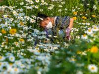宛若童话仙境！青岛有片“雏菊花海”