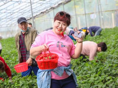 解锁“微度假”新模式！草莓大棚里正热闹