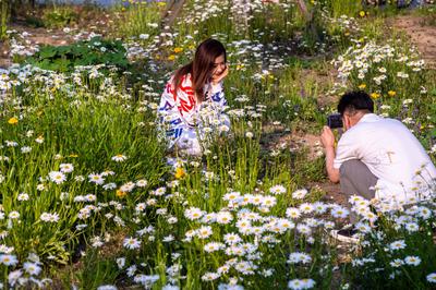 宛若童话仙境！青岛有片“雏菊花海”