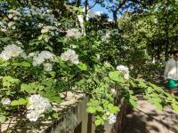 微风起，夏日来，八大关里蔷薇开