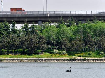 “稀客”引起围观！李村河有只黑天鹅