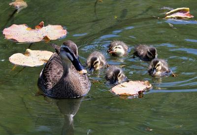 天生萌物，速来围观小萌鸭嬉戏荷塘