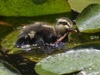 天生萌物，速来围观小萌鸭嬉戏荷塘