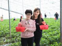 解锁“微度假”新模式！草莓大棚里正热闹