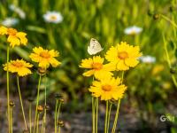 宛若童话仙境！青岛有片“雏菊花海”