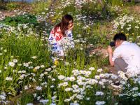 宛若童话仙境！青岛有片“雏菊花海”