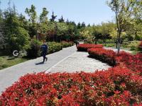 双山公园：有诗意的晨练佳境|口袋公园兜住“微幸福”⑦