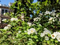 微风起，夏日来，八大关里蔷薇开