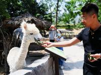 “定制款”粽子？萌宠过端午，满满的仪式感