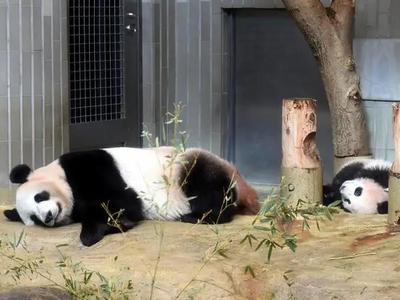 受疫情影响，旅日大熊猫“香香”返还时间第四次延期