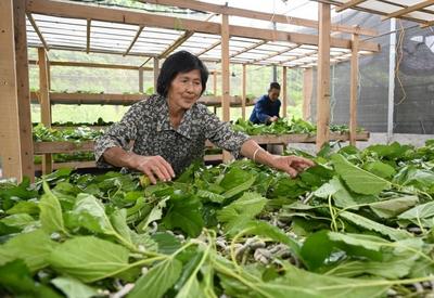 四川内江：蚕桑产业促增收