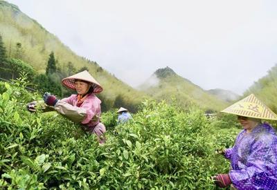 致富增收，武夷山上采茶工