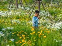 宛若童话仙境！青岛有片“雏菊花海”