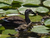 天生萌物，速来围观小萌鸭嬉戏荷塘