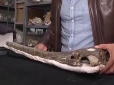 秘鲁阿雷基帕沙漠中发现距今700万年的史前鳄鱼化石