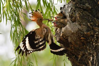 戴胜鸟妈妈夏日育雏，这一幕温馨又有爱！