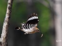 戴胜鸟妈妈夏日育雏，这一幕温馨又有爱！