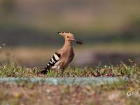戴胜鸟妈妈夏日育雏，这一幕温馨又有爱！