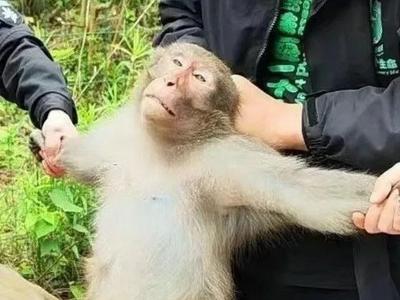 出入小区盗取食物、欺负流浪猫 ……哈哈哈，泼猴落网了！ 
