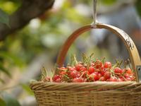 观海探“樱”|第一波樱桃抢“鲜”上市，这个社区迎来丰收季