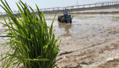 青岛海水稻研究发展中心：每年5月22日定为海水稻插秧节暨袁隆平院士周年祭
