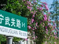 微风起，夏日来，八大关里蔷薇开