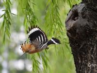 戴胜鸟妈妈夏日育雏，这一幕温馨又有爱！