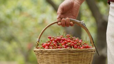 观海探“樱”|第一波樱桃抢“鲜”上市，这个社区迎来丰收季