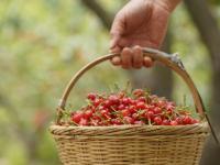 观海探“樱”|第一波樱桃抢“鲜”上市，这个社区迎来丰收季