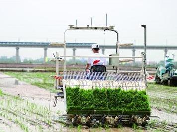 袁隆平青岛海水稻团队推广海水稻种植面积突破百万亩