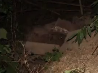 四川一对堂兄弟为一夜暴富挖自家祖坟，称“给人家挖不如我们自己挖”