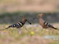 戴胜鸟妈妈夏日育雏，这一幕温馨又有爱！