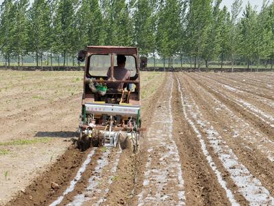​即墨区段泊岚镇，抢种农时播种花生