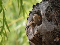 戴胜鸟妈妈夏日育雏，这一幕温馨又有爱！