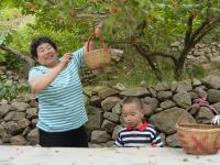 观海探“樱”|第一波樱桃抢“鲜”上市，这个社区迎来丰收季