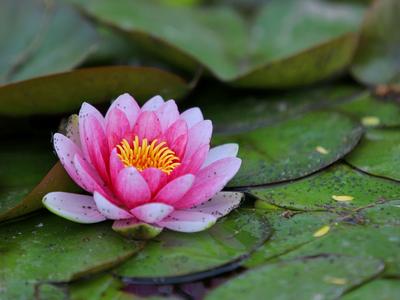 荷花、黄鸢尾……李村河两岸花开正艳，带来夏天的消息