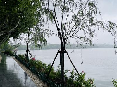 杭州西湖断桥边的柳树已连夜补种，杭州西湖景区回应：深入调查后将追责