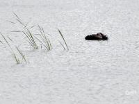 “稀客”引起围观！李村河有只黑天鹅