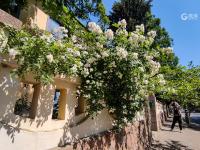 微风起，夏日来，八大关里蔷薇开