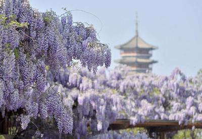 紫藤花开，许你一场梦幻浪漫！