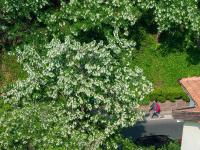 “色香味俱全”的画面：5月岛城槐花飘香