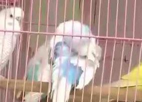 宠物鹦鹉受追捧！注意：可能一不小心就违法了