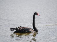 “稀客”引起围观！李村河有只黑天鹅