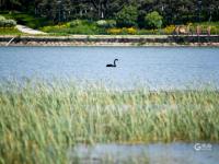 “稀客”引起围观！李村河有只黑天鹅