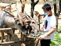 “定制款”粽子？萌宠过端午，满满的仪式感